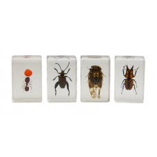 3D Bug Specimen Kit Nr.3