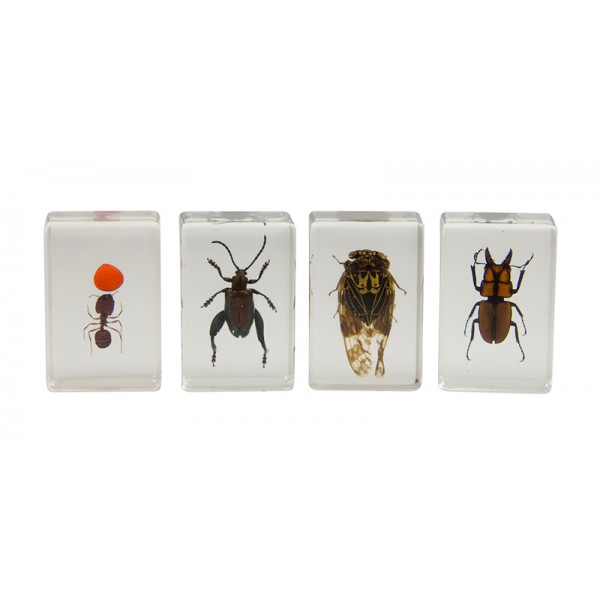 3D Bug Specimen Kit Nr.3