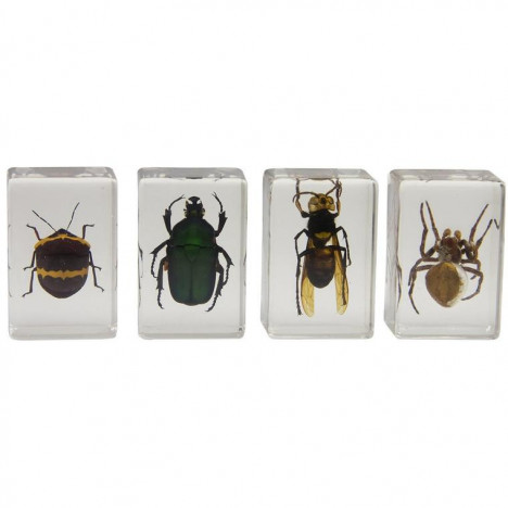 3D Bug Specimen Kit Nr.2