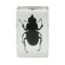 3D Bug Specimen Kit Nr.1